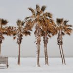 Snow Covered Palm Trees